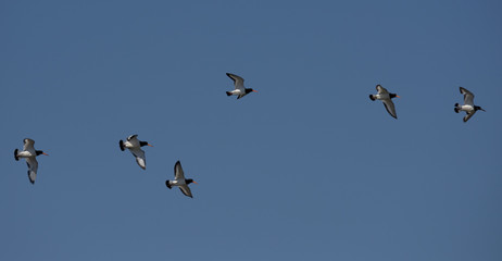 Eurasian Oystercatcher, Haematopus ostralegus