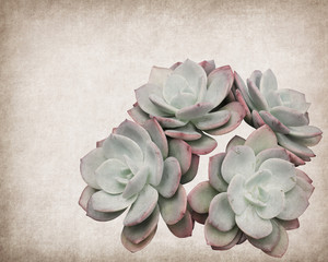 textured old paper background with succulents