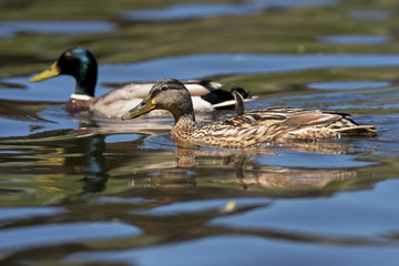 Mallard, Duck, Anas platyrhynchos