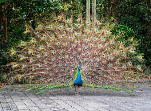 Fototapeta Beautiful spread of a peacock