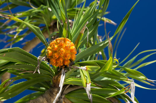 1 件の最適な アダンの実 画像 ストック写真 ベクター Adobe Stock