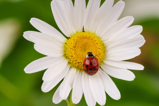 Red lady bug on a daisy