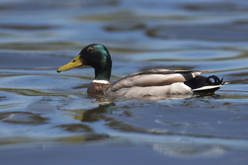 Obraz premium Mallard, Duck, Anas platyrhynchos