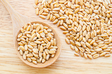 wheat kernels against.