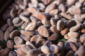 Antille Francesi, Guadalupa,semi di cacao.