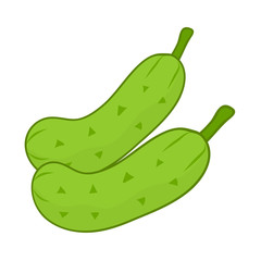 Cucumber isolated illustration