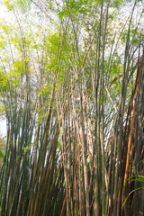 Fototapeta premium Beautiful green bamboo,bamboo forest