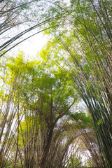 Fototapeta premium Stand of bamboo trees
