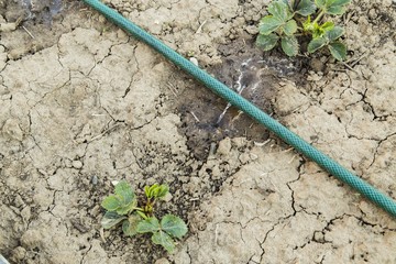 Garden hose with sprinkler spraying fresh water