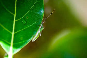 The insects are living on flowers .