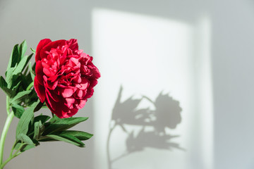shadow of a red peony by natural light from a window on a white background