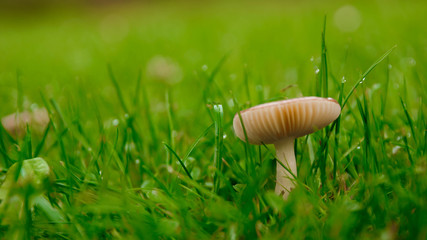 Tau auf Grashalme, dazwischen ein Pilz