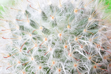 close up cactus,cactus plant in flowerpot