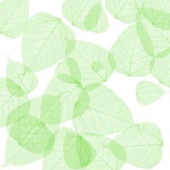 Fototapeta na wymiar green summer leaves background