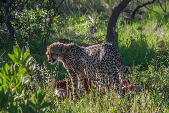 South African Cheetah ranges throughout the Welgevonden Game Reserve in South Africa