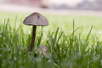 brown mushrooms on a green lawn
