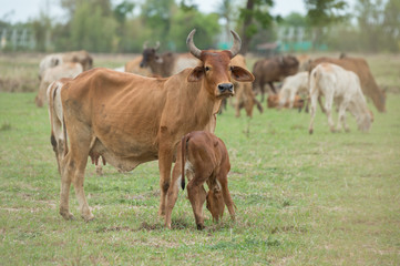 Naklejka na ściany i meble cow and calf at summer green field