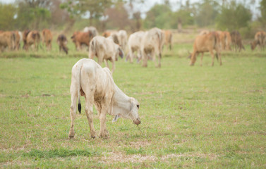 Obraz na płótnie Canvas calf at summer green field