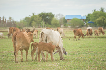 Naklejka na ściany i meble Family cow at summer green field