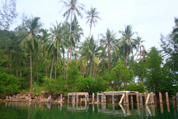 Obraz premium Pier Mangrove forest