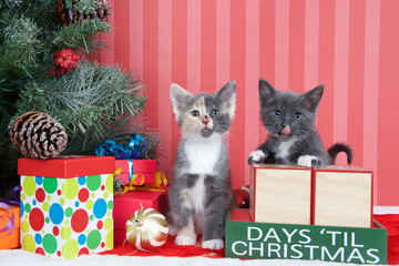 Calico and gray and white kittens next to christmas tree with colorful presents and holiday balls...