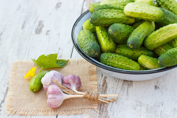 Cucumbers in metal bowl and garlic in garden on sunny day