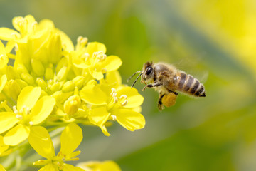 Honey Bee Pollinating