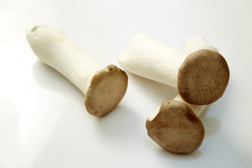 King oyster mushroom