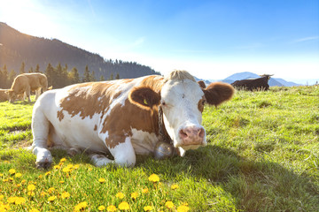 Fototapeta na wymiar Kuh mit Glocke geniesst den Sonnenuntergang liegend auf der Almwiese