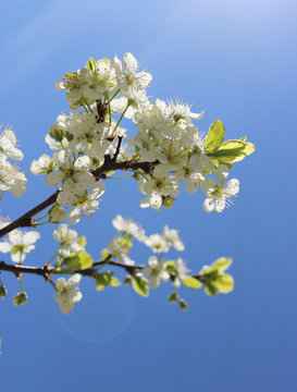 Blooming plum on the blue sky background.