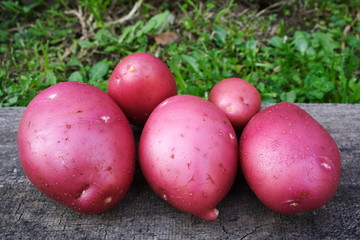 Fresh Desiree potatoes