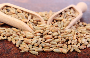 Heap of rye grain with wooden spoon
