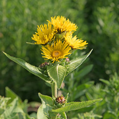 Echter Alant, Inula helenium, Edelwurz, Glockenwurz