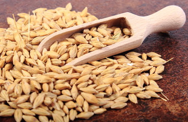 Heap of barley grain with wooden spoon