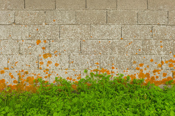 Hintergrund – Mauer aus Hohlblocksteinen ohne Putz mit orangeroten Flechten und Wiese 

Background - wall of hollow concrete blocks without plaster with orange red lichen and meadow