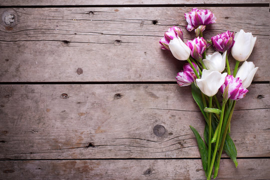 Bright  violet and white tulips flowers on aged wooden  backgrou