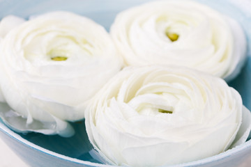 Obraz na płótnie Canvas White ranunculus flowers Spa wellness background