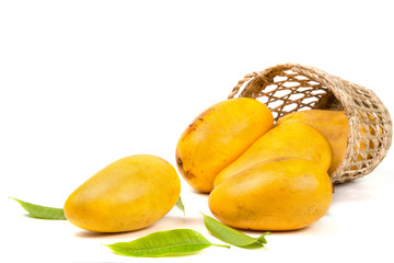 Mangoes in basket with leaves isolated