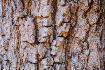 Bark of Tree