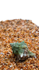 Seashell on sand with copy space
