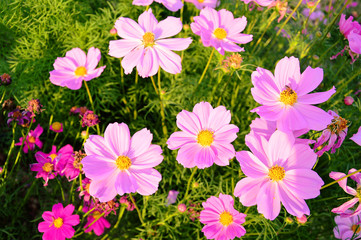 Pink cosmos flowers blooming on grass field. 