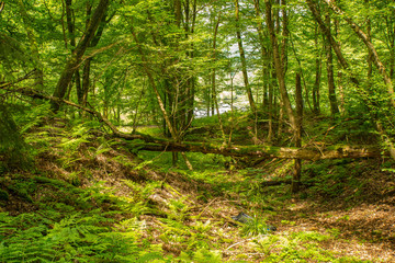 Fototapeta premium Nice wood near Heidelberg