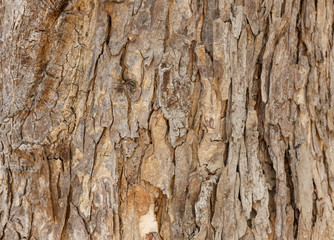texture of wood bark