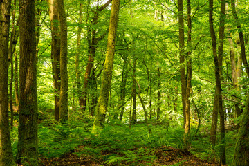 Fototapeta na wymiar Nice wood near Heidelberg