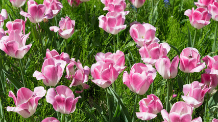 Fototapeta premium Tulip Innuendo , pink tulip two tone