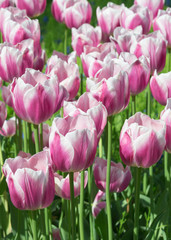 Tulip Valentine, This is a Triumph Tulip, deep rose pink with a hint of purple