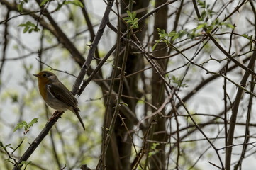 Fototapeta premium Erithacus rubecula or European robin sing alight on springtime branch, Pancharevo, Bulgaria 
