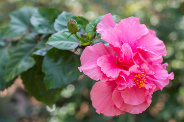 Fototapeta premium Rose flower so beautiful in nature