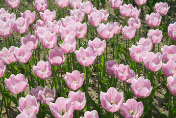 Triumph Tulip Bulbs Mango Charm, Garden Tulips