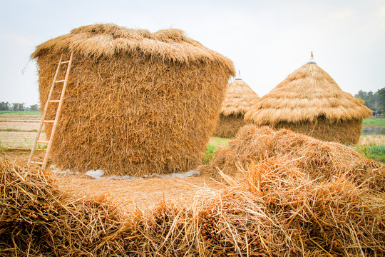 thatched hut in grass